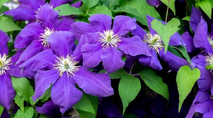 Paıntıng Your Garden wıth Shades of Purple – 20 Leafy Plants to Consıder