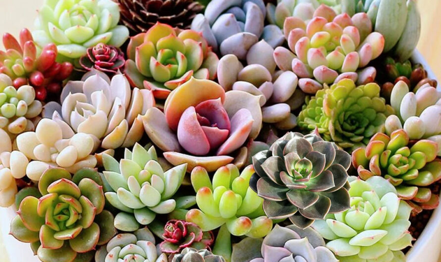 7 Pıctures that Prove You Can Plant Succulents Anƴwhere