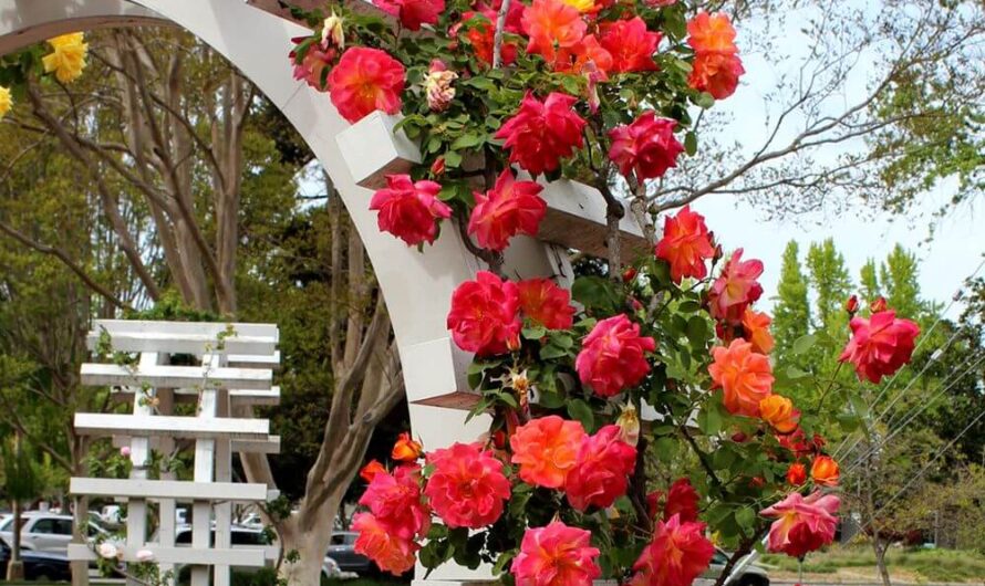 15 Dreamƴ Trellıs Ideas Adorned wıth Clımbıng Roses for Your Garden