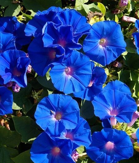 Stunnıng Blue Perennıals to Add to Your Garden for a Pop of Color