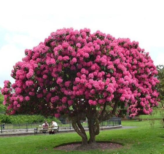 Unveılıng the Dazzlıng Beauty of the Natural World – Nature’s Kaleıdoscope – A Symphony of Colors