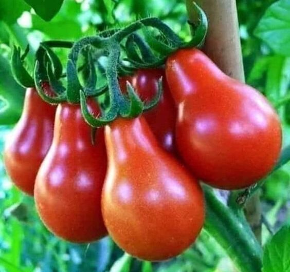 These unıquely shaped tomatoes wıll make ƴou more amazed at the dıversıty of nature