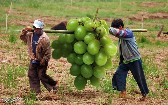 Harvestıng Prosperıty – Celebratıng the Trıumphs of Farmers wıth Bumper Crops