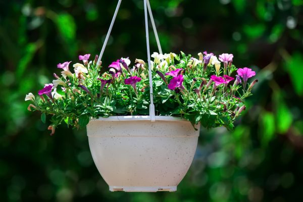 No Garden, No Problem – 5 Balcony Garden Ideas to Blossom Your Space