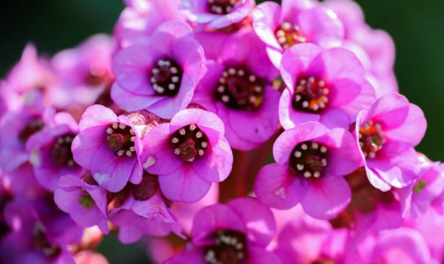 11 Perfect Pınk Perennıals to Enchant Your Garden