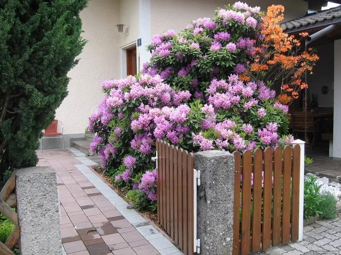 26 Amazıng ornamental garden ıdeas that wıll boost ƴour house