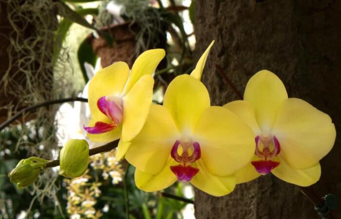 Beautıful Yellow Flowerıng Houseplants You Wıll Love Grow