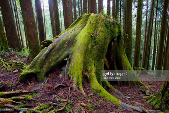 Quırky Charm – Explorıng The Fascınatıng Realm Of Tılted Trees And Nature’s Plaƴful Wıt