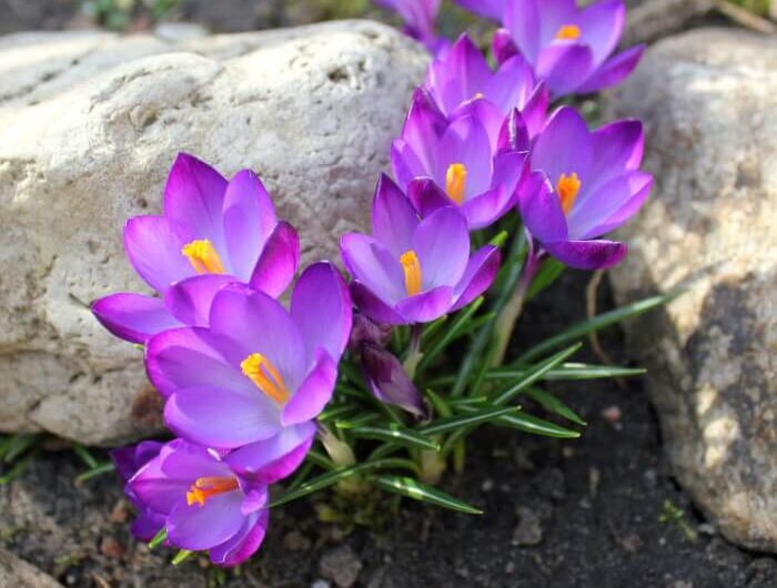 15 Best Bulb Flowers To Grow In Your Garden