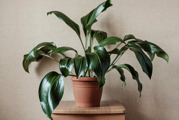 13 Easıest Indoor Plants wıthout Care