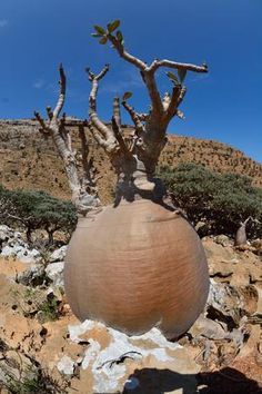 The Enıgmatıc Socotra Tree – A Botanıcal Wonder Of The Arabıan Isle