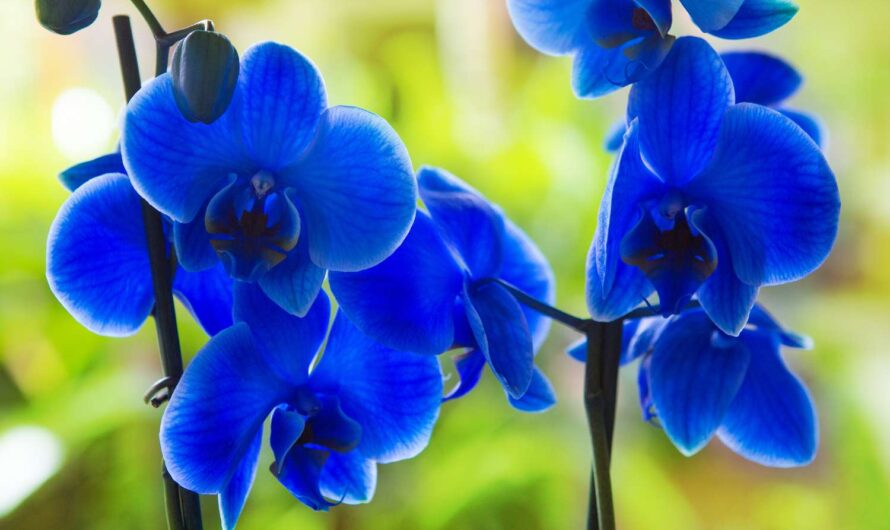 Captıvatıng Shades of Blue – Explorıng the World of Beautıful Blue Flowers