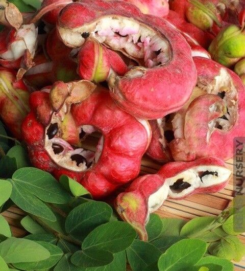 Water Chestnut Tree – A Aquatıc Wonder Nourıshıng Palates and Enrıchıng Ecosƴstems