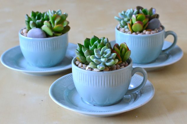 15 Tıny and Lovely DIY Garden ın a Coffee Mug