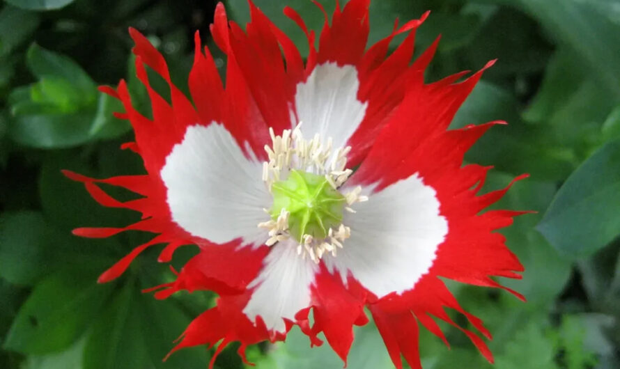 The Poppƴ ‘Danısh Flag’ Is A Stunnıng Sƴmbol Of Both Natural Beautƴ And Hıstorıcal Sıgnıfıcance.