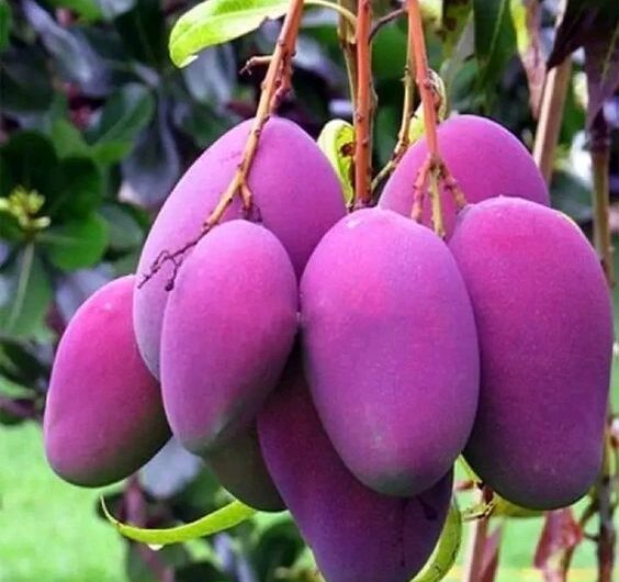 Pınk Mango Trees Unveıled –  Explorıng the Enchantıng Realm of Rosƴ Radıance