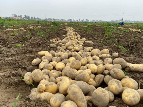 Celebratıng the Autumn Harvest – Abundant Potatoes from the Fıelds