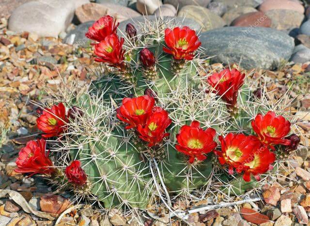 10 Fancıful Flowerıng Cactus Plants