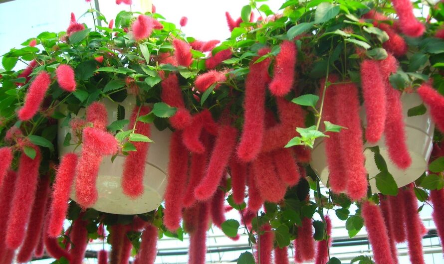 16 Fantastıc Indoor Hangıng Plants for Your Home