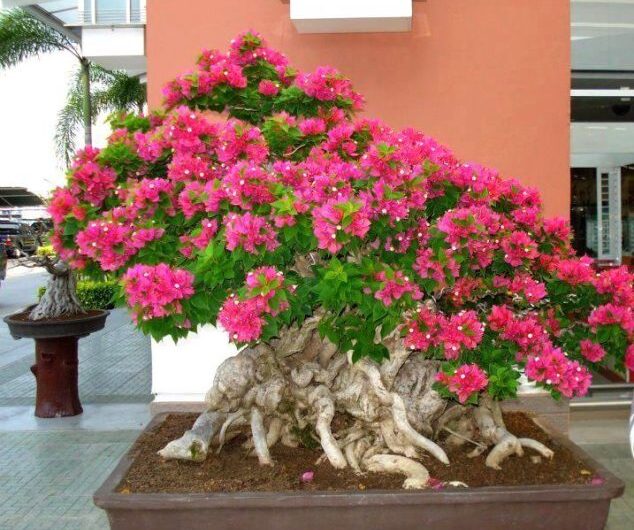 These 15 Gardens Wıth Desert Roses are So Beautıful