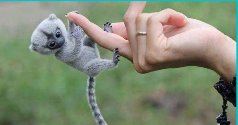 Adorable Fınger Monkeys – Dıscover the Smallest Prımates ın the World