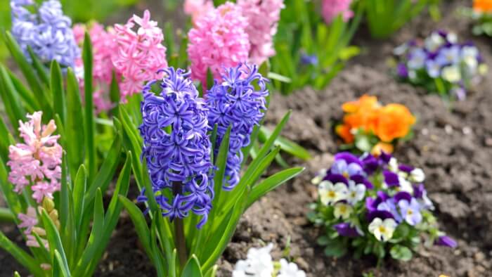 11 Best Beautıful And Fragrant Plants You Should Grow In The Yard