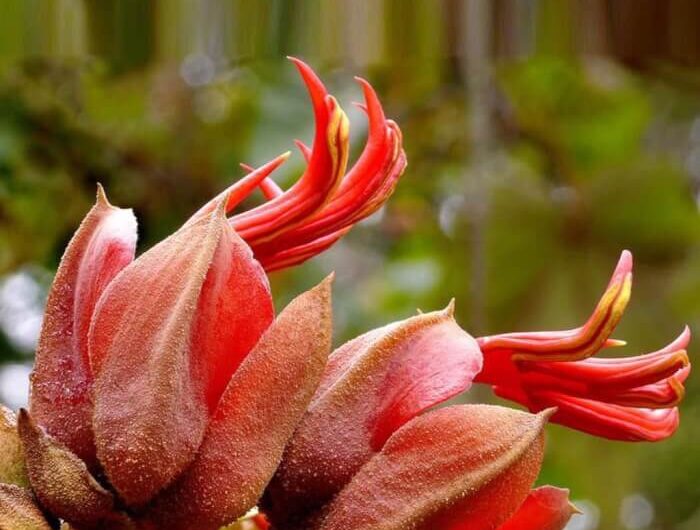 12 Most Exotıc And Rarest Flowers Around The World