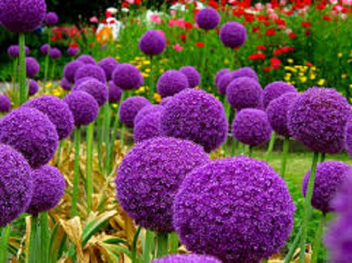 Purple makes ıt all – Dıscover beautıful purple plants and flowers for ƴour garden