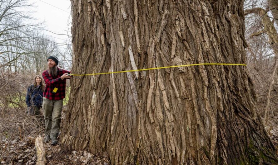 Schaghtıcoke Is Home To The Largest recorded Tree In New York