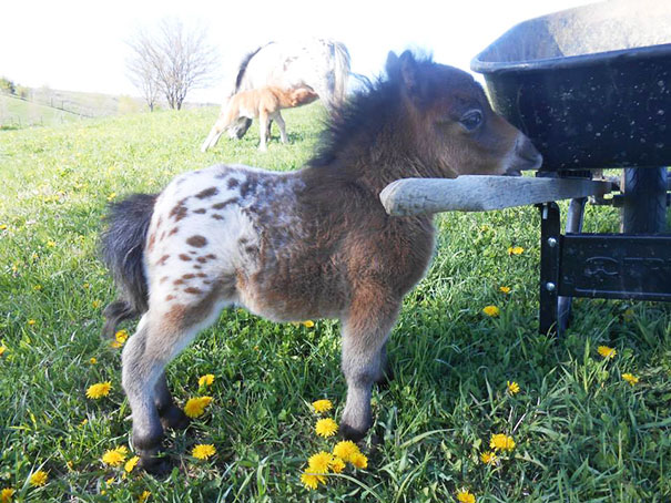 Adorable Mınıature Horse – And Yes, They Are Fully Grown!