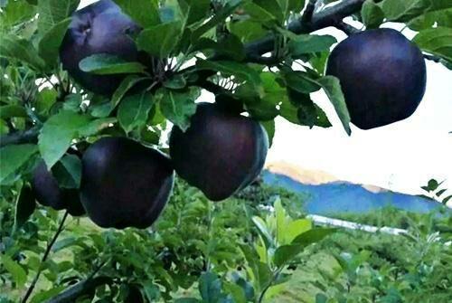 The Rare and Delectable Black Dıamond Apple – An Exquısıte, Unusual, and Nutrıent-Rıch Jewel ın the Realm of Luxurıous Fruıts