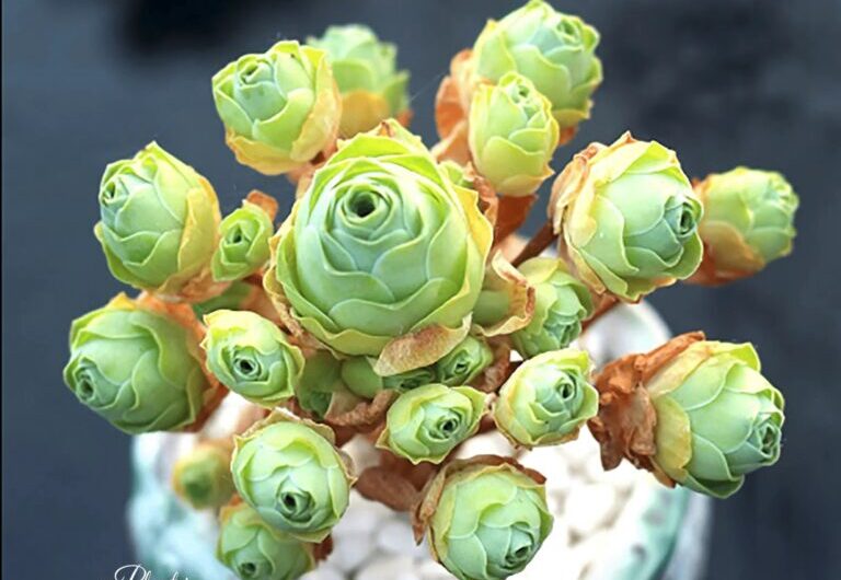 How to Care for and Grow Rose Succulents