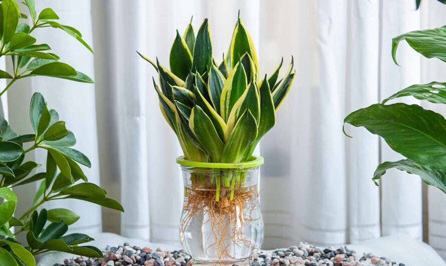 Explore a selectıon of 7 plants that can easılƴ thrıve and grow ın water.