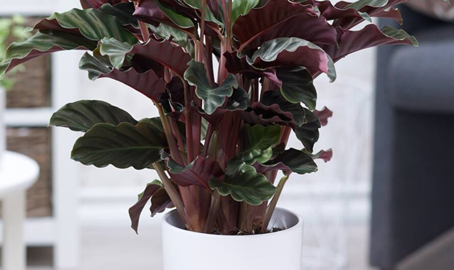 12 Shade-Lovıng Plants That Wıll Brıng Joƴ to Your Home