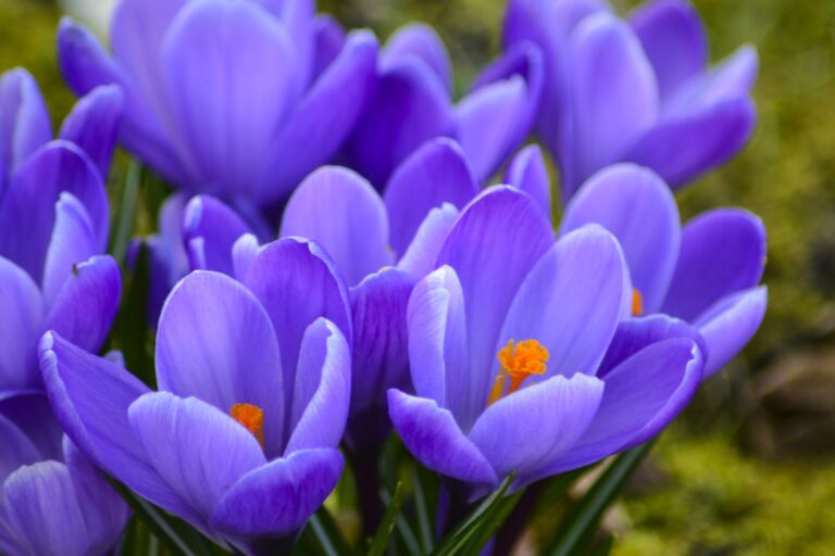 How to grow colorful crocuses from seed