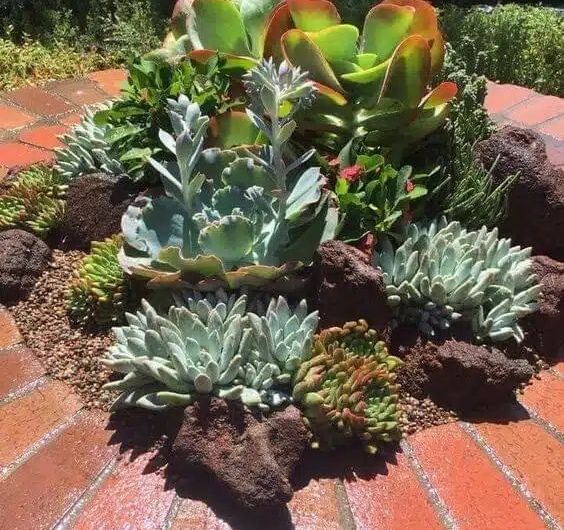 Mını Succulents Garden