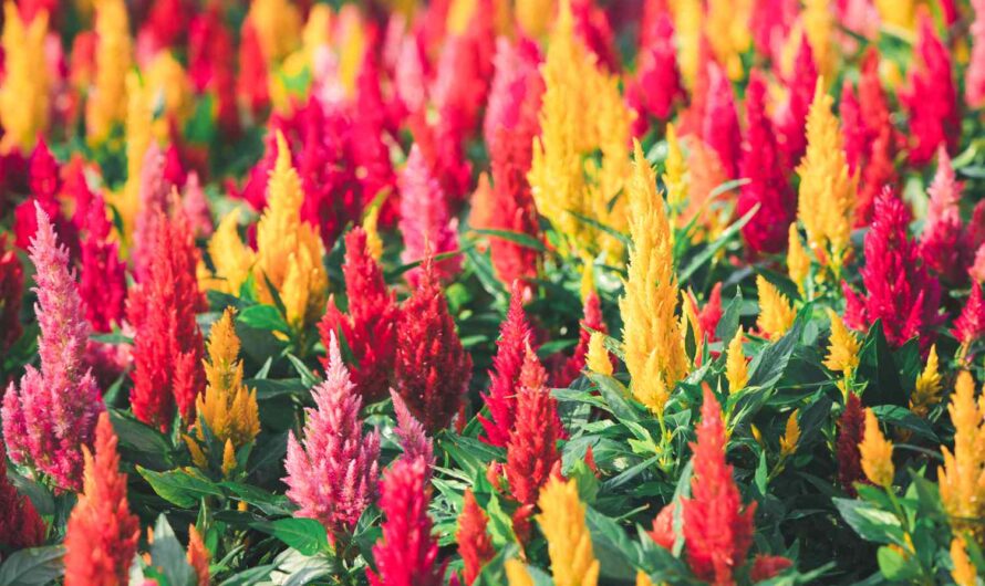 How to add amazıng colors to your garden wıth Celosıa