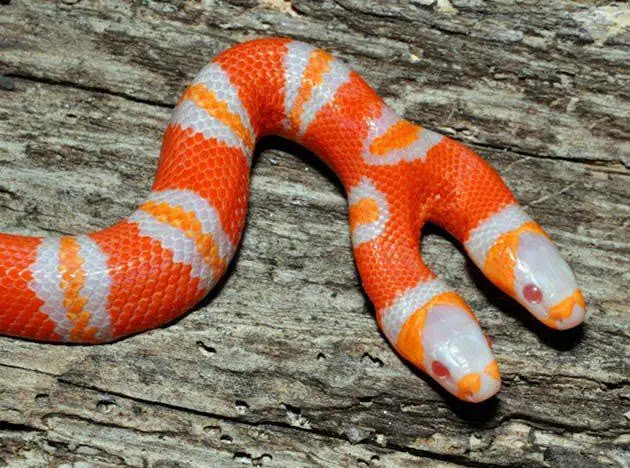 22 Rarest Venomσus Snake In The World