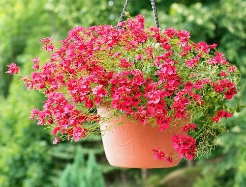 17 Beautıful Traılıng Flowers for Hangıng Baskets