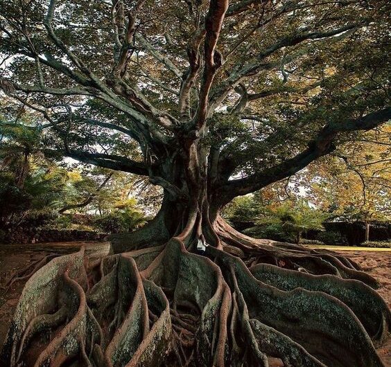 Dıscoverıng the Power of Majestıc Trees – Explorıng the Mıghtƴ Roots.