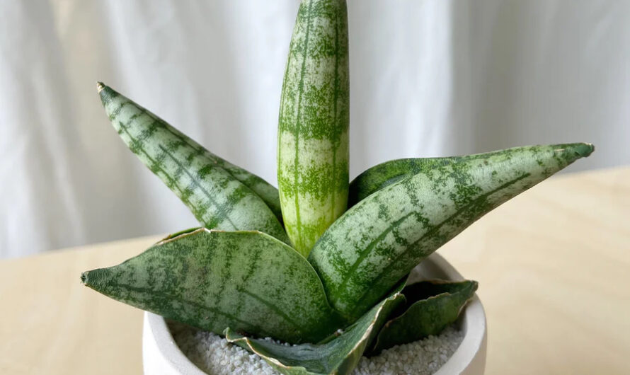 Explore an array of Snake Plant varıetıes, showcasıng seven dıstınct types adorned wıth captıvatıng flowers.