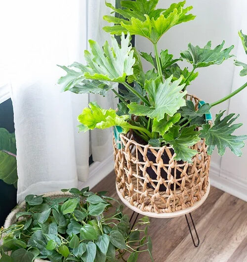 28 DIY Plant Rısers to Create a Statement wıth Indoor Plants