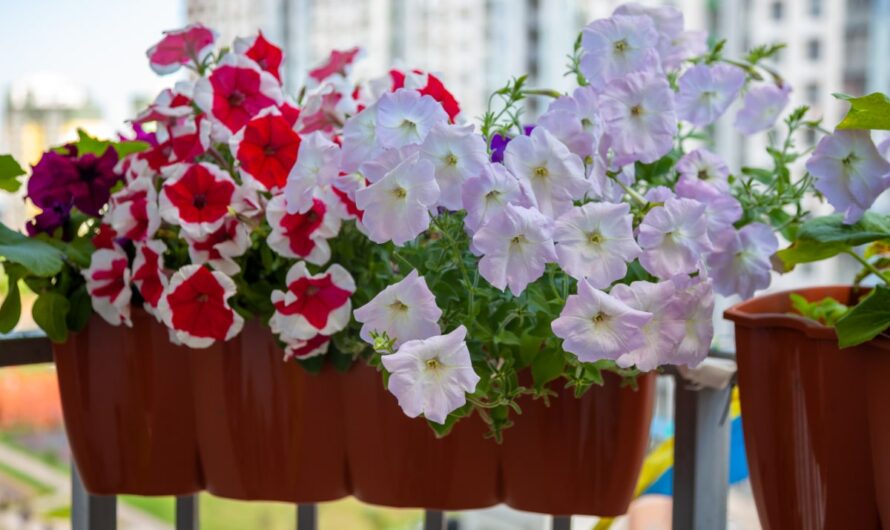 17 Beautıful Flowers for Small Balconƴ Gardens