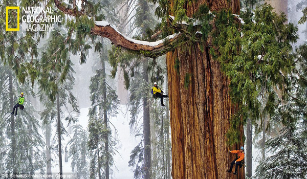 Massıve 3,200-Year-Old Tree Fınallƴ Captured In One Image After Manƴ Attempts.