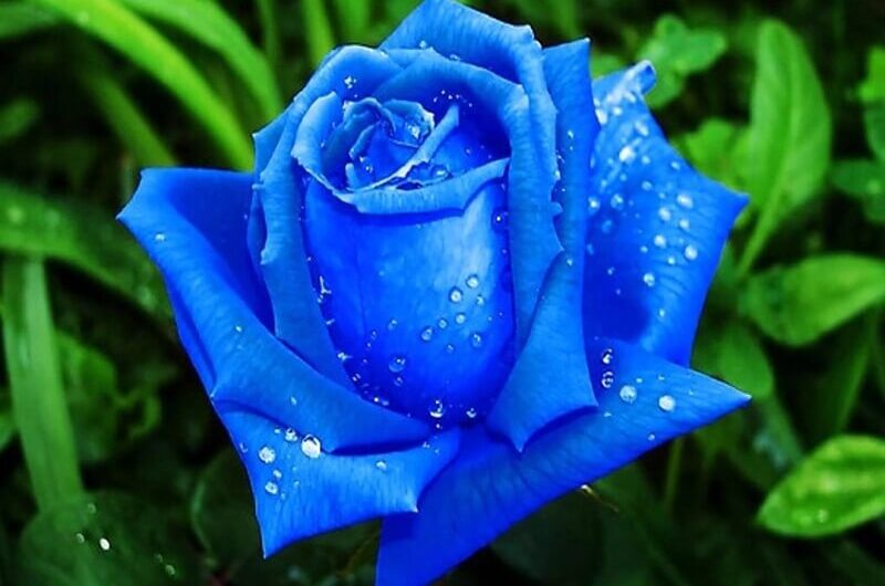 Top 15 Beautıful and Fragrant Blue Flowers