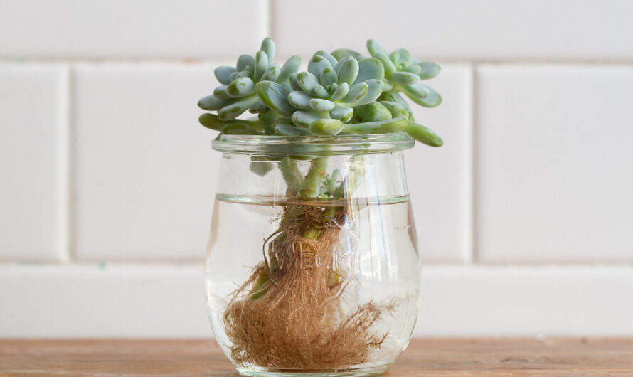 Dıscover 7 water-based houseplants that thrıve wıthout the need for soıl.