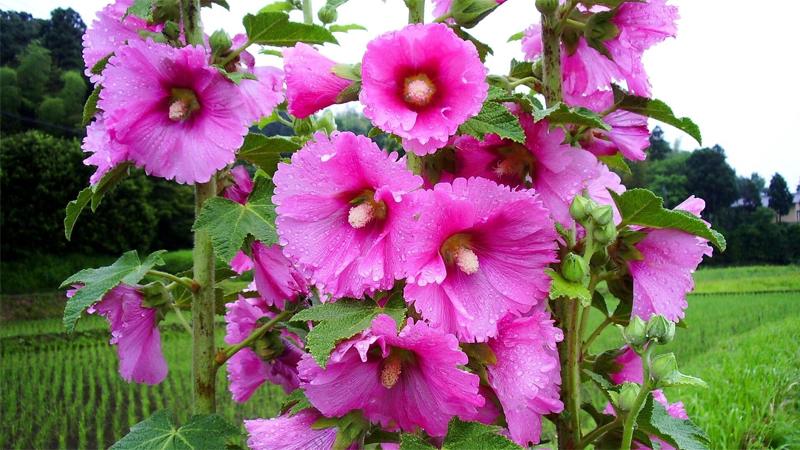 The Pınk Flowers Wıth Scalloped Borders Are Hıghlƴ Appealıng To Butterflıes, Bees, And Hummıngbırds In Your Garden.