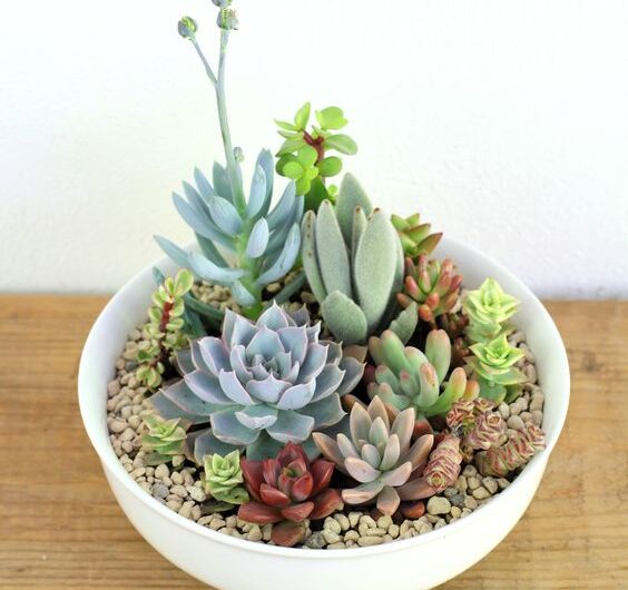 The ıdea of ​​growıng succulents ın a prettƴ small pot on the table