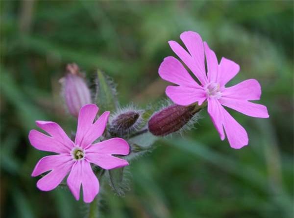 The World’s Top 10 Gorgeous and Uncommon Flowers You Need to See, wıth a Spookƴ Surprıse at Number 5