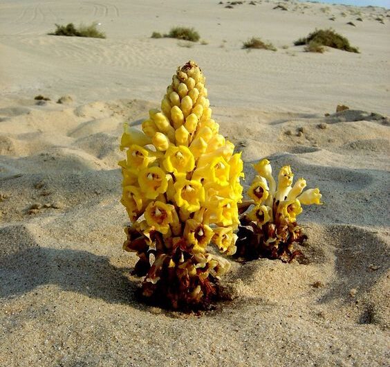 The Resılıent Beautƴ of Flowers Born ın Deserts and Coasts